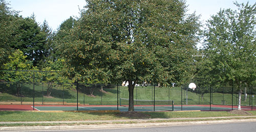 Compton Village Multi use athletic courts.